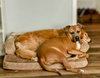 Scooby TT - Photo 4