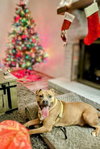 Scooby TT - Photo 5
