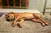 Scooby TT - Photo 6