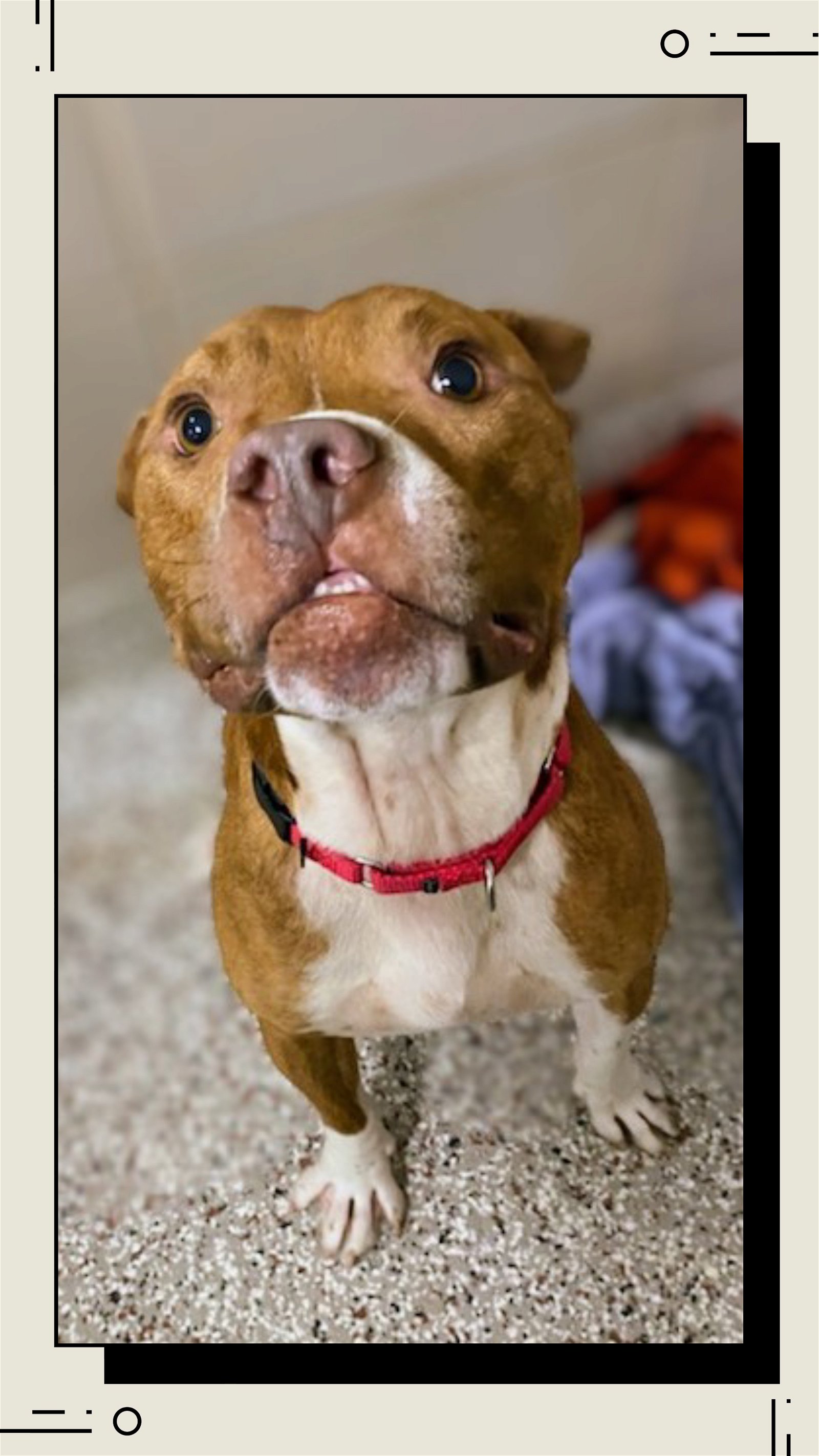 adoptable Dog in Rock Hill, SC named Stewart