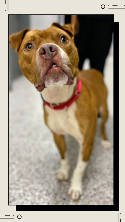 STEWART - Boxer available for adoption