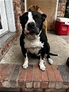 adoptable Dog in columbia, IA named Bitty Boop