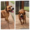 adoptable Dog in manchester, NH named Bubba