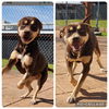 adoptable Dog in  named Sydney