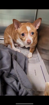 adoptable Dog in morrisville, PA named Dream