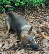 adoptable Dog in  named Tanner
