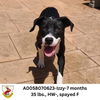 adoptable Dog in Columbia, SC named Izzy