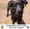 adoptable Dog in Columbia, SC named India