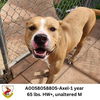 adoptable Dog in Columbia, SC named Axel