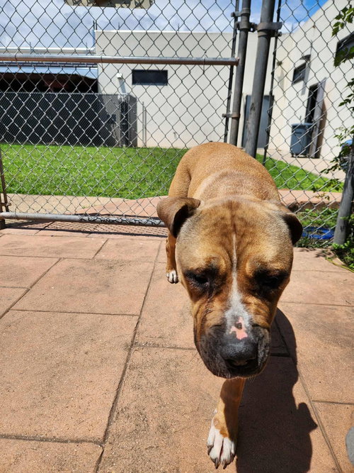picture of the dog needing adoption