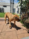 Sammy - Photo 2