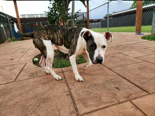 picture of the dog needing adoption