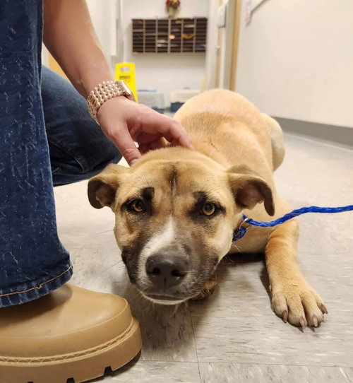 picture of the dog needing adoption