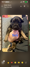Turk - Photo 1