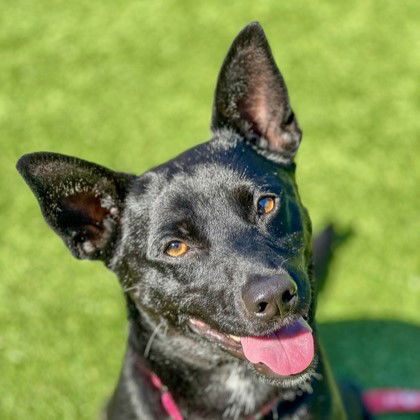 adoptable Dog in San Francisco, CA named Cole