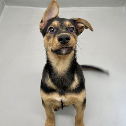 adoptable Dog in San Francisco, CA named Puppies!