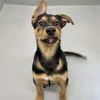 adoptable Dog in  named Puppies!