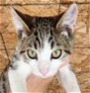 adoptable Cat in lafayette, LA named Oki