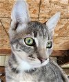 adoptable Cat in lafayette, LA named Oni