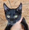 adoptable Cat in lafayette, LA named Ozzi