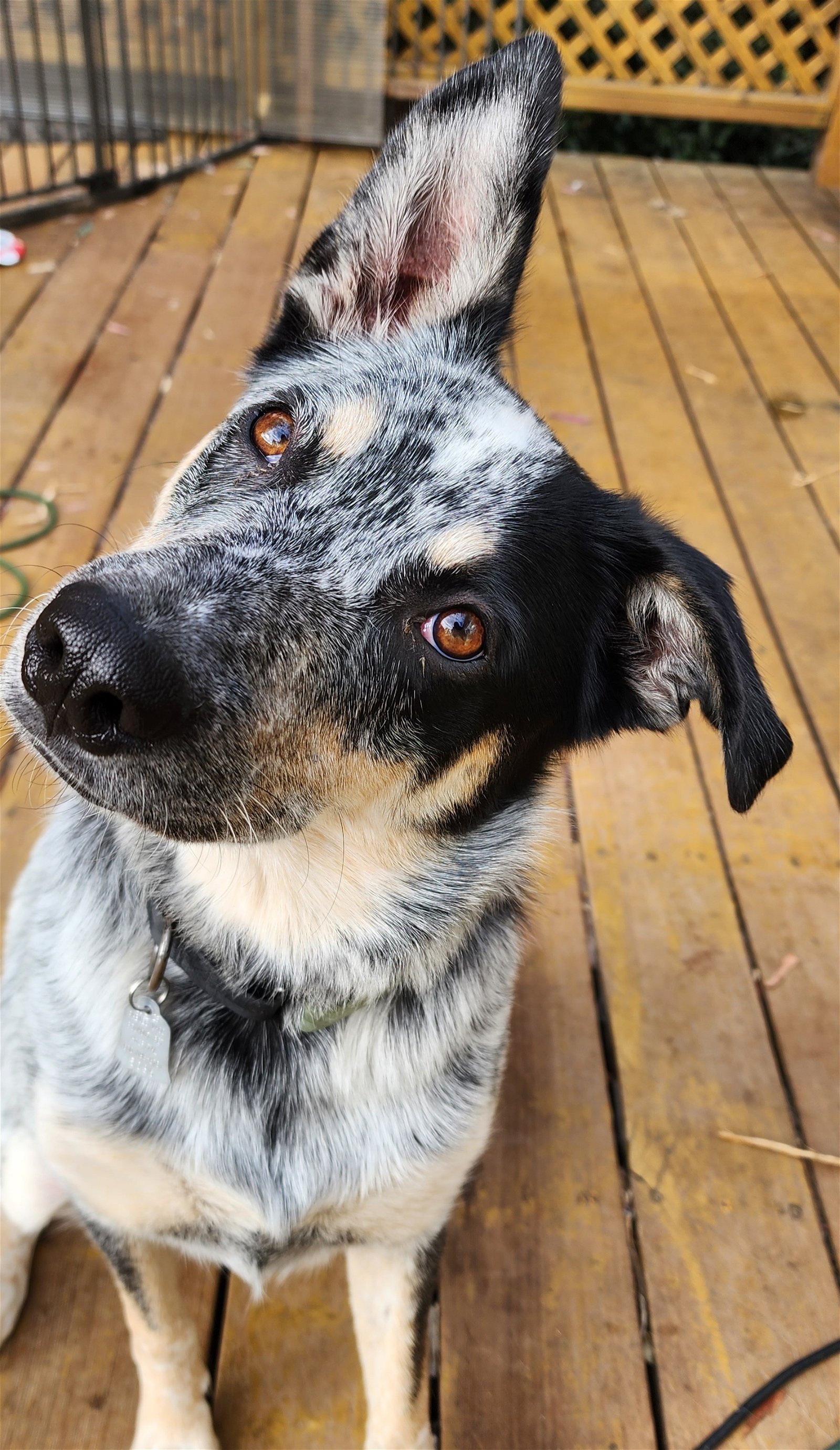 adoptable Dog in Lafayette, CA named Maverick