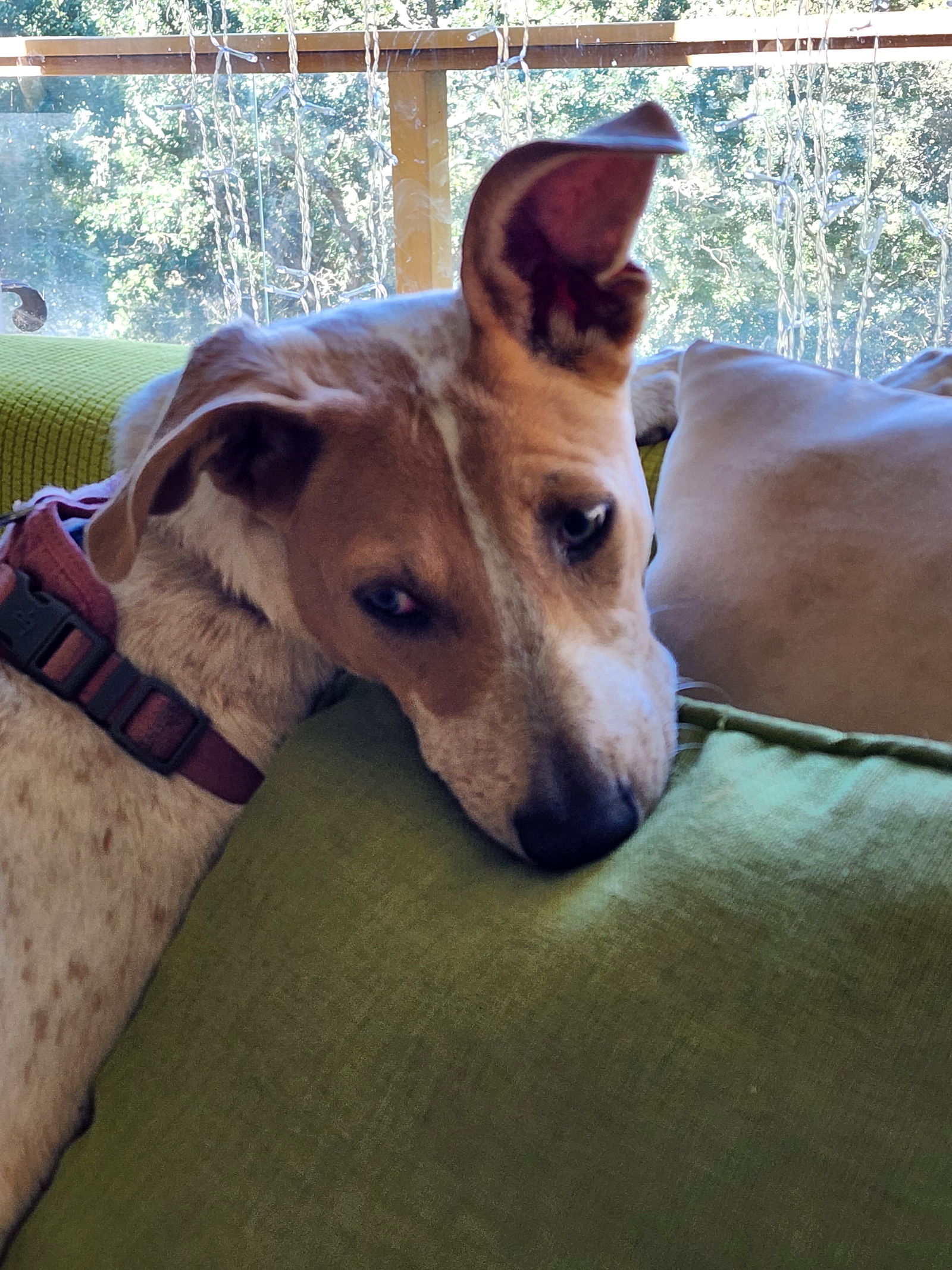 adoptable Dog in Port Orchard, WA named Lana