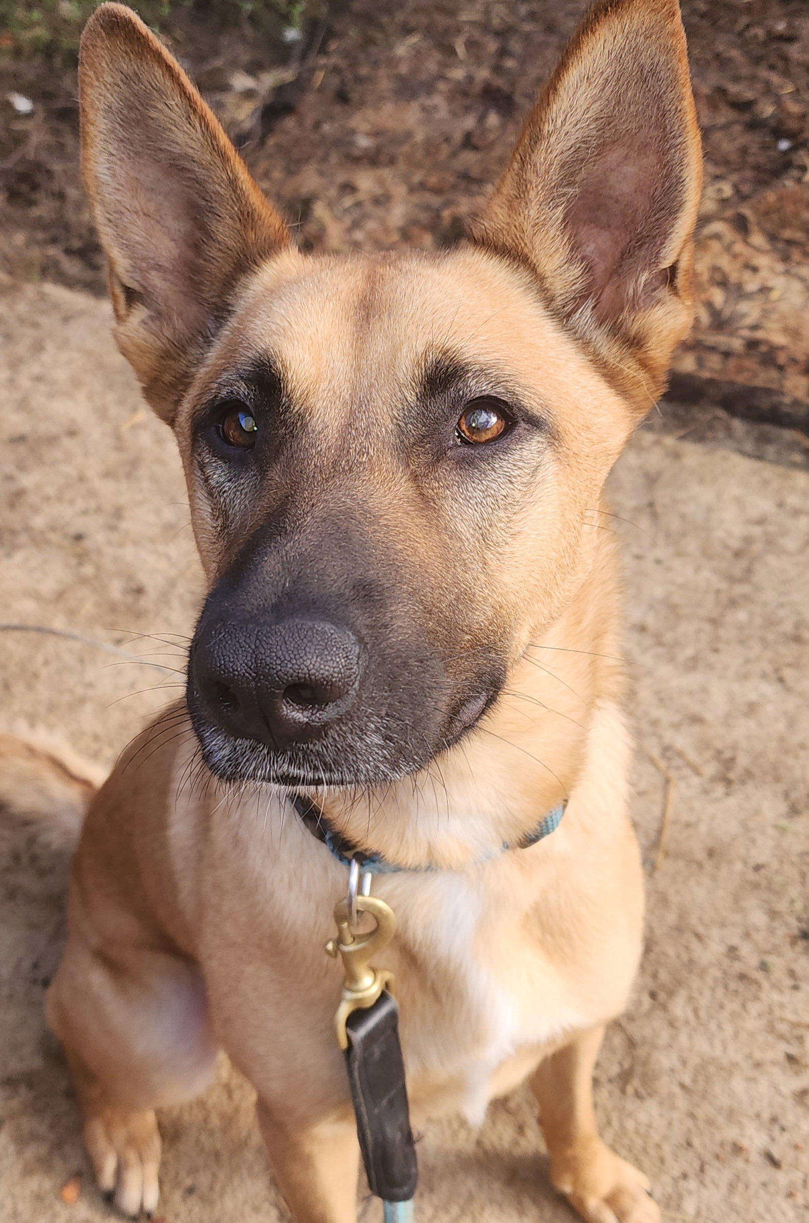 Dog adoption in Lafayette, CA 94549 German Shepherd Dog / Belgian