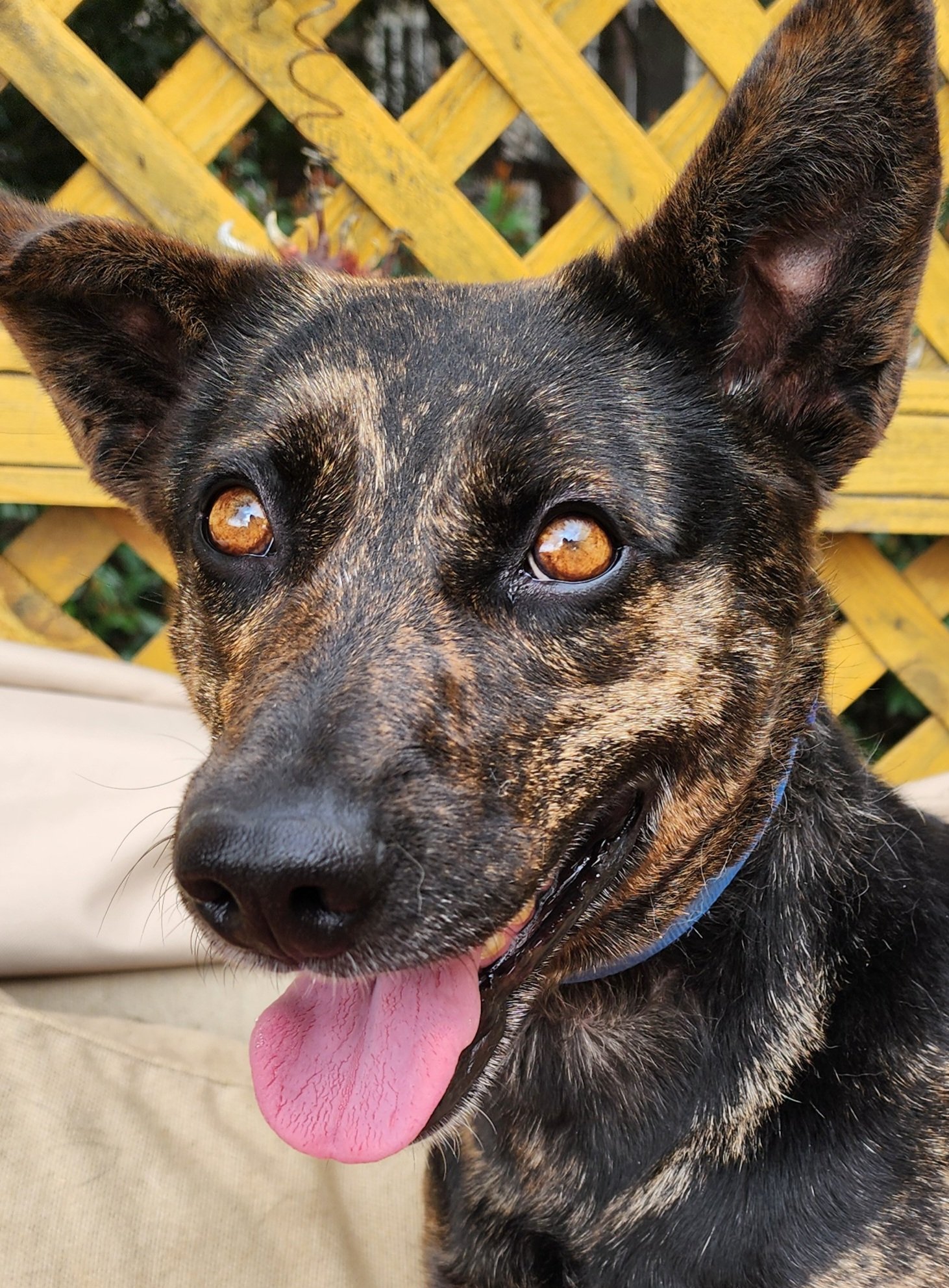 adoptable Dog in Lafayette, CA named Adella