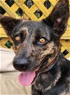 adoptable Dog in lafayette, LA named Adella