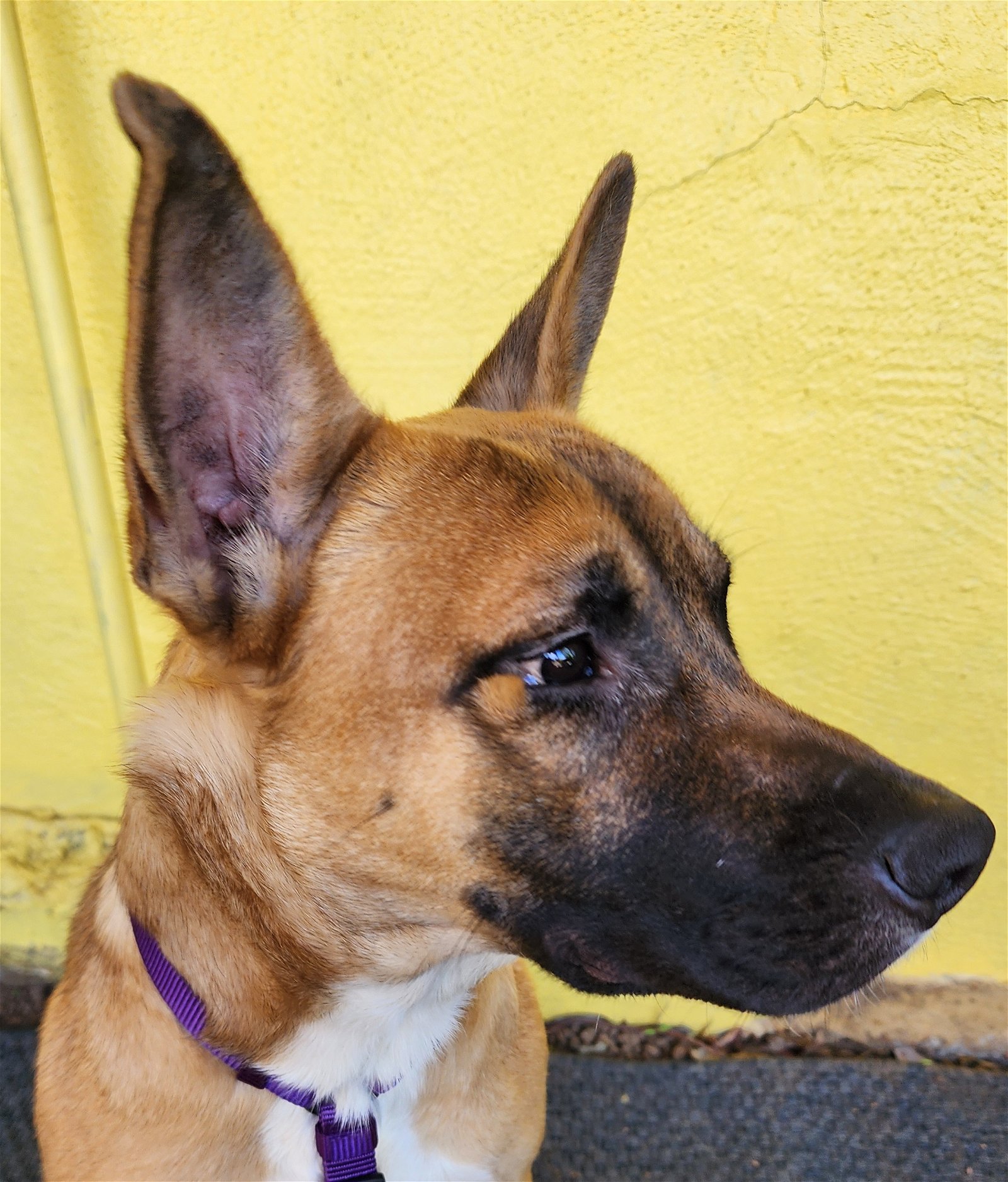 adoptable Dog in Lafayette, CA named Cupcake