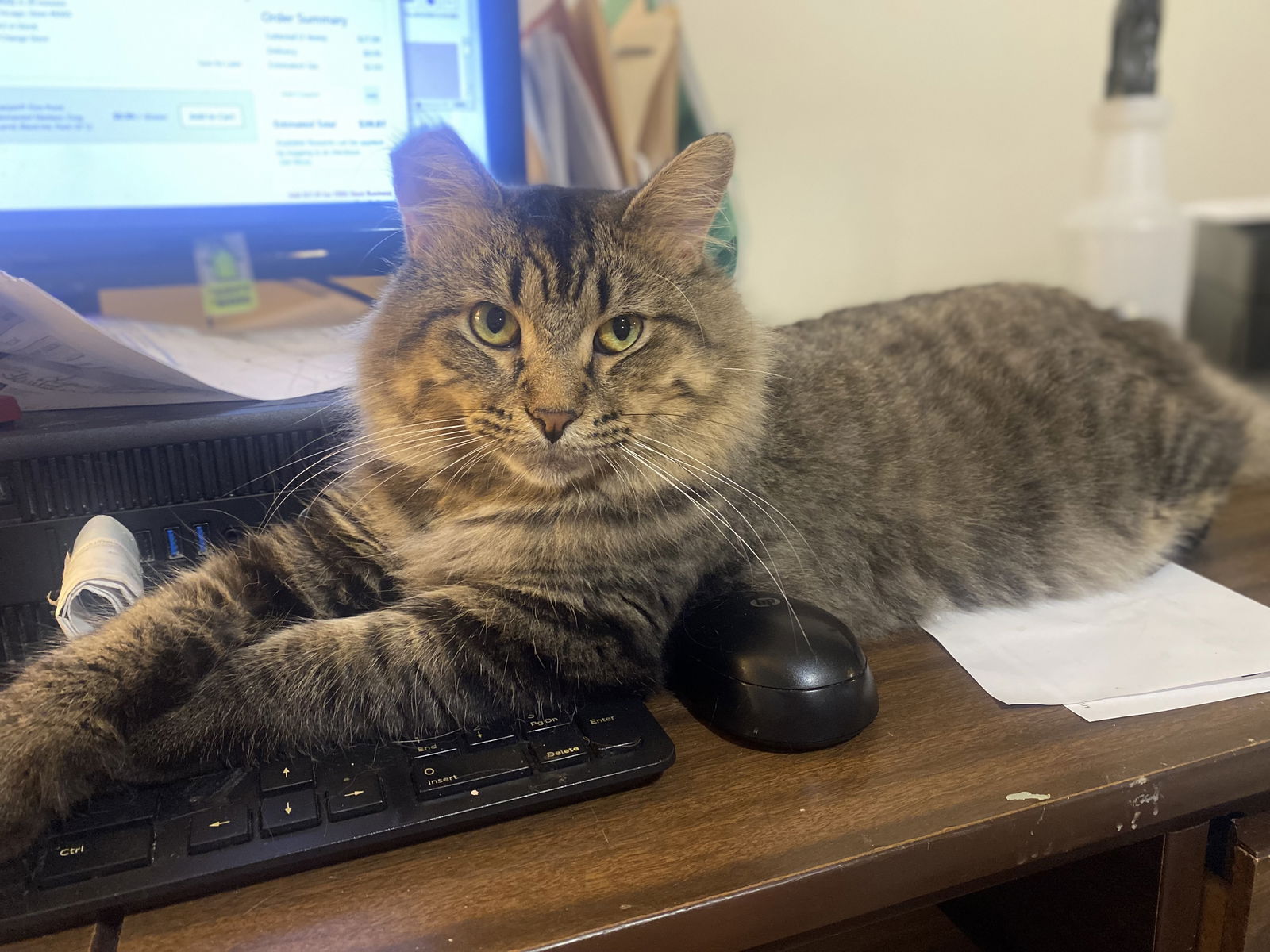 adoptable Cat in Zimmerman, MN named Vinny