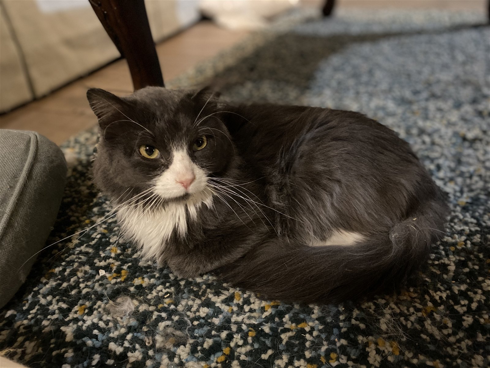 adoptable Cat in Zimmerman, MN named Lenardo DeCatprio
