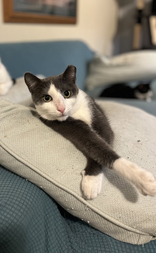 Finn, an adoptable Domestic Short Hair in Zimmerman, MN