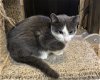 adoptable Cat in zimmerman, MN named Finn