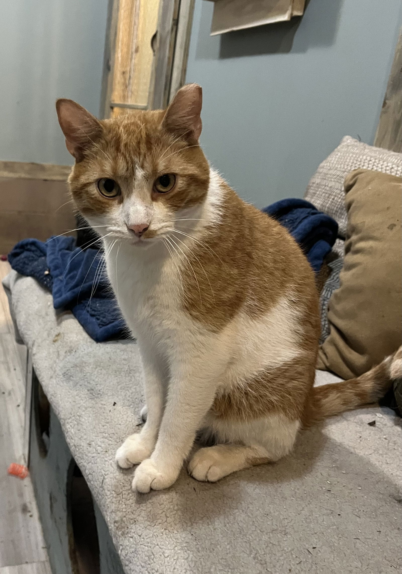 adoptable Cat in Zimmerman, MN named Gus