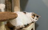 adoptable Cat in zimmerman, MN named Amanda