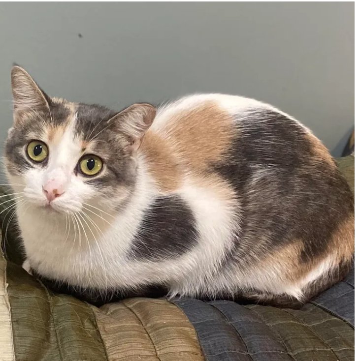 adoptable Cat in Zimmerman, MN named Juniper
