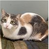 adoptable Cat in zimmerman, MN named Juniper