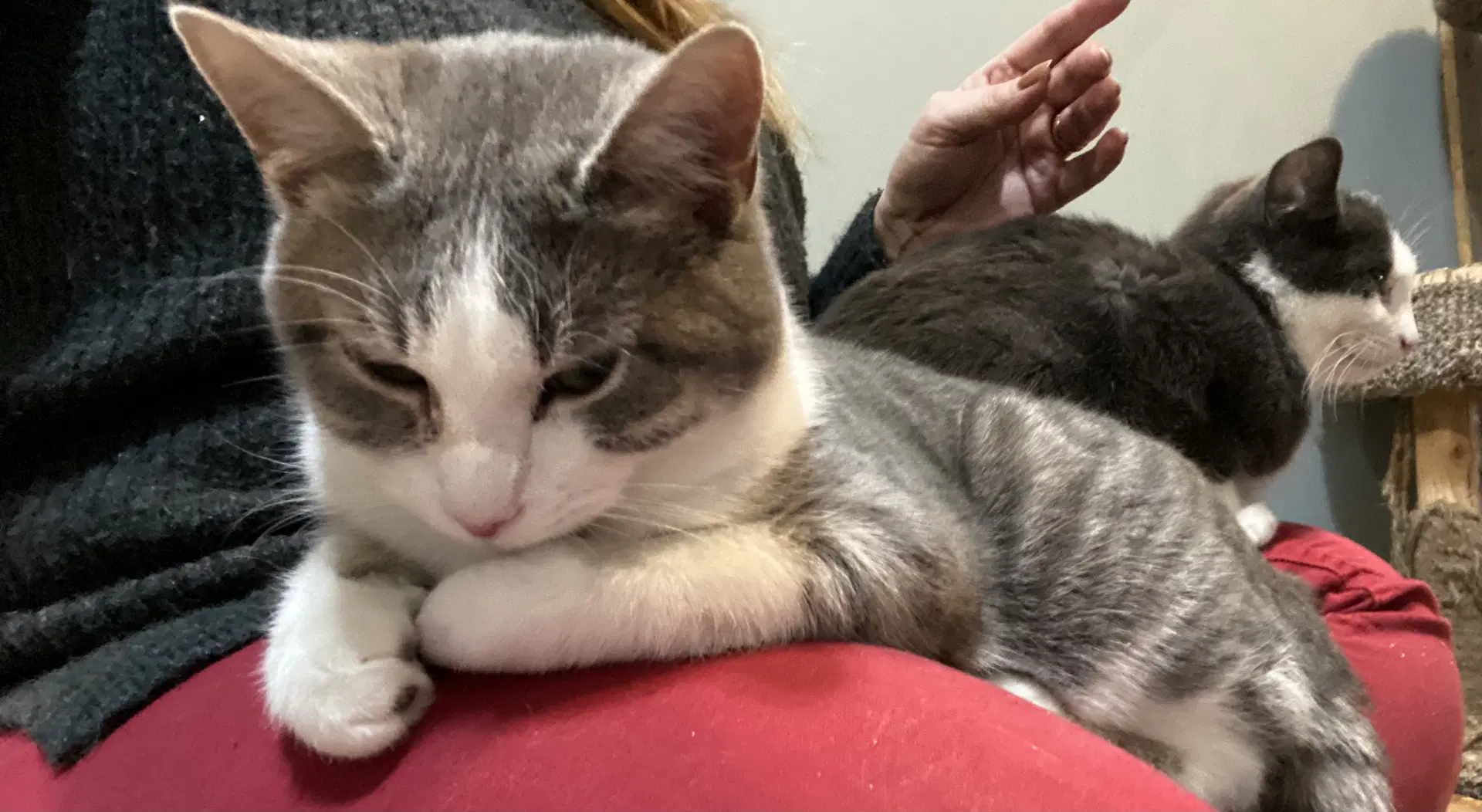 Pookie - Domestic Short Hair