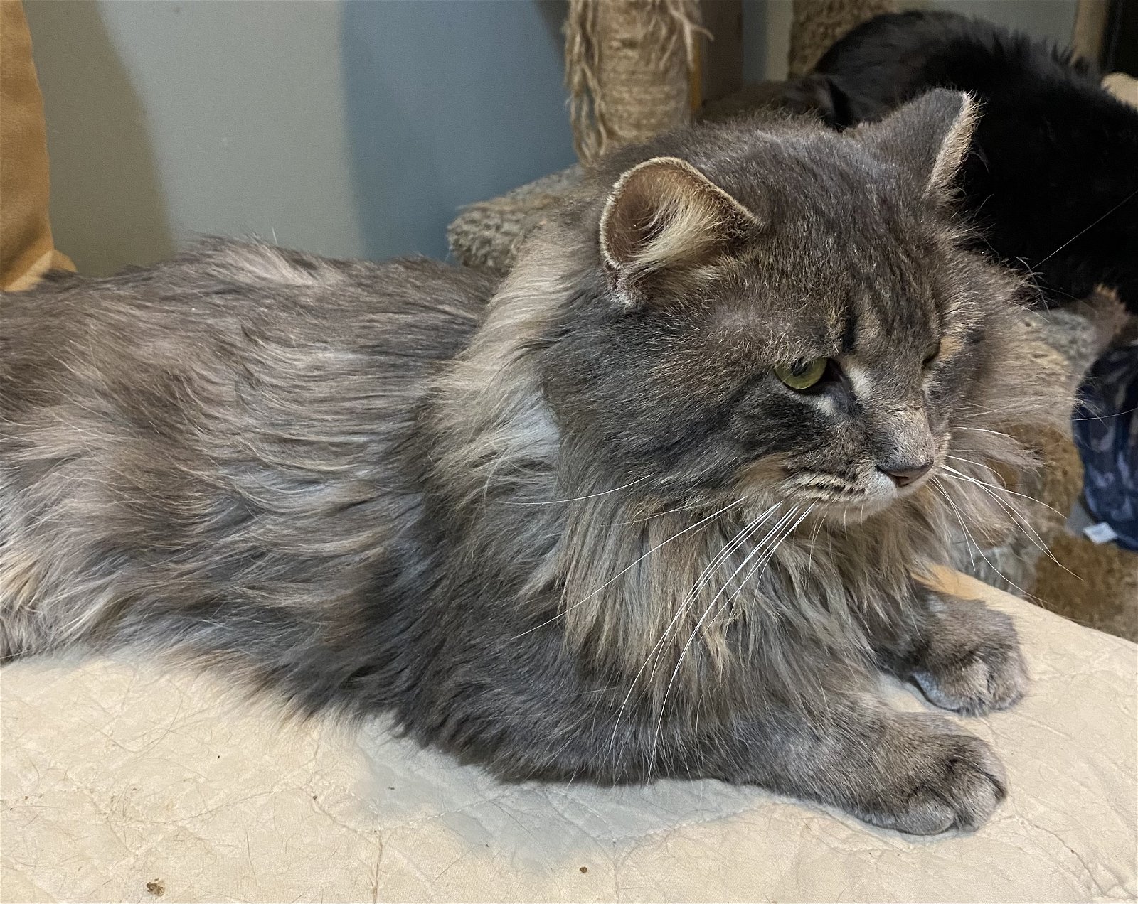 adoptable Cat in Zimmerman, MN named Chance