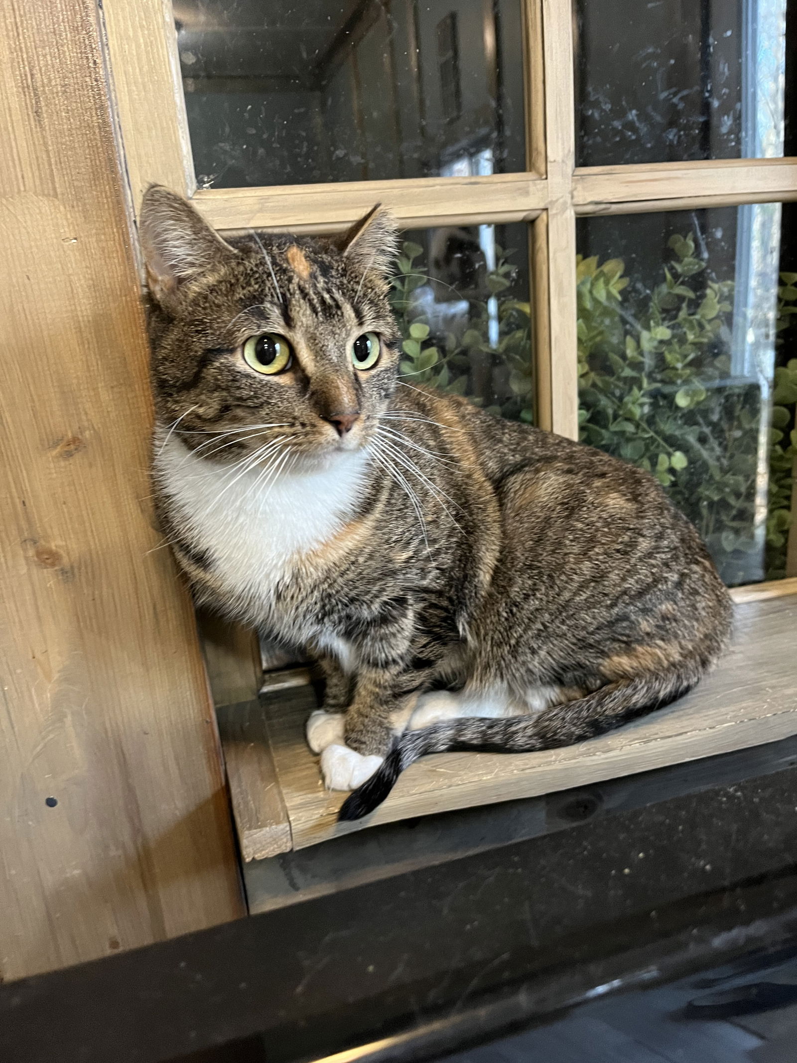 adoptable Cat in Zimmerman, MN named Dot