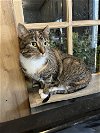 adoptable Cat in zimmerman, MN named Dot