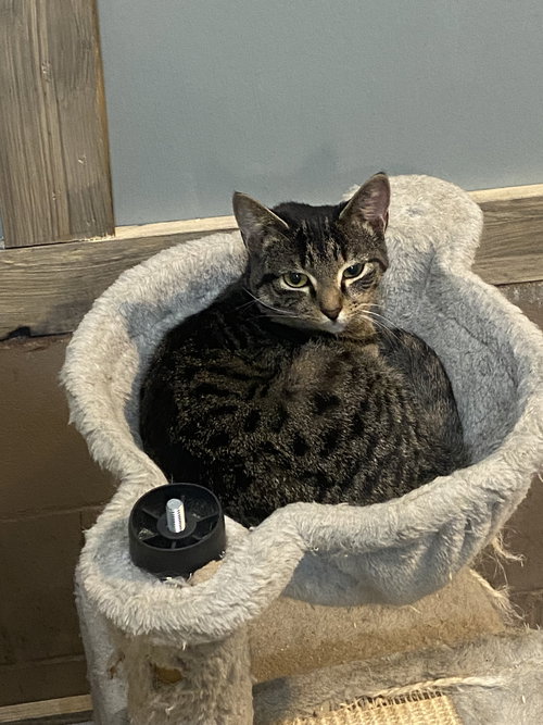 MEADOW - American Shorthair / Tabby available for adoption