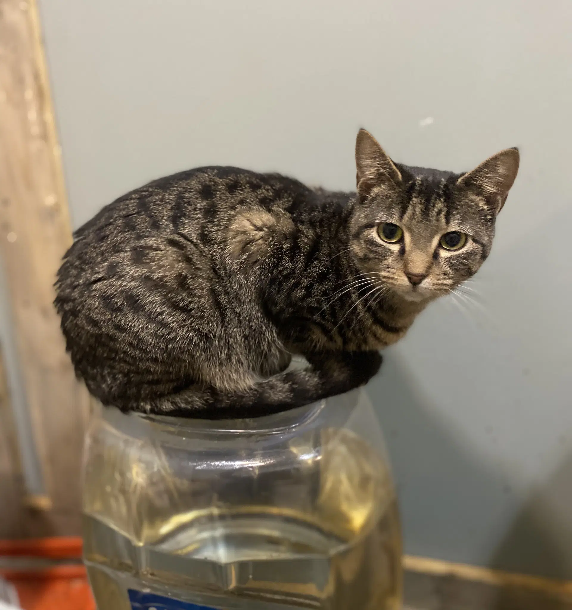 Meadow - American Shorthair