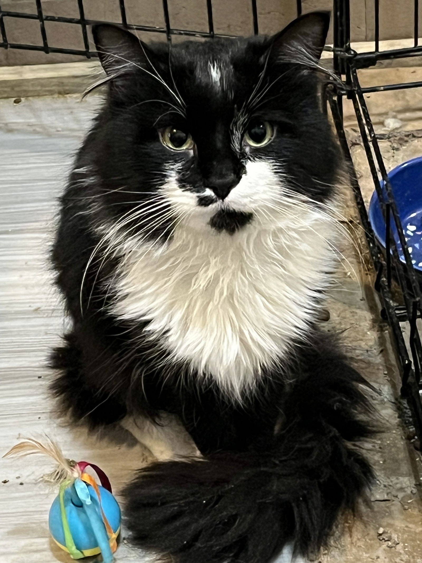 adoptable Cat in Zimmerman, MN named RayRay