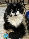 adoptable Cat in zimmerman, MN named RayRay