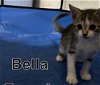 adoptable Cat in , MN named Bella
