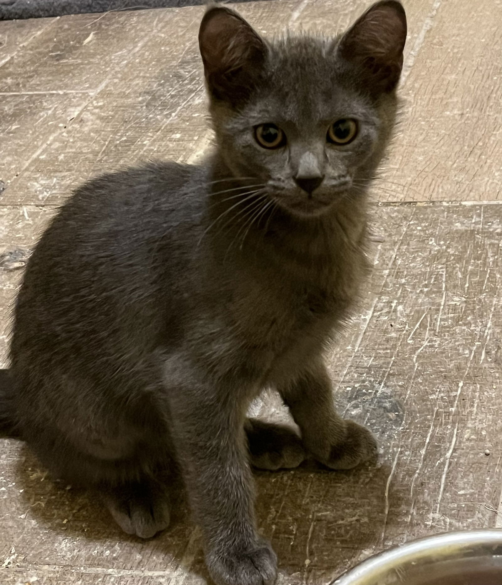 adoptable Cat in Zimmerman, MN named Ash