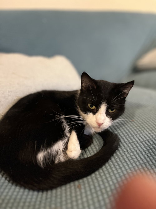 MINI - American Shorthair available for adoption