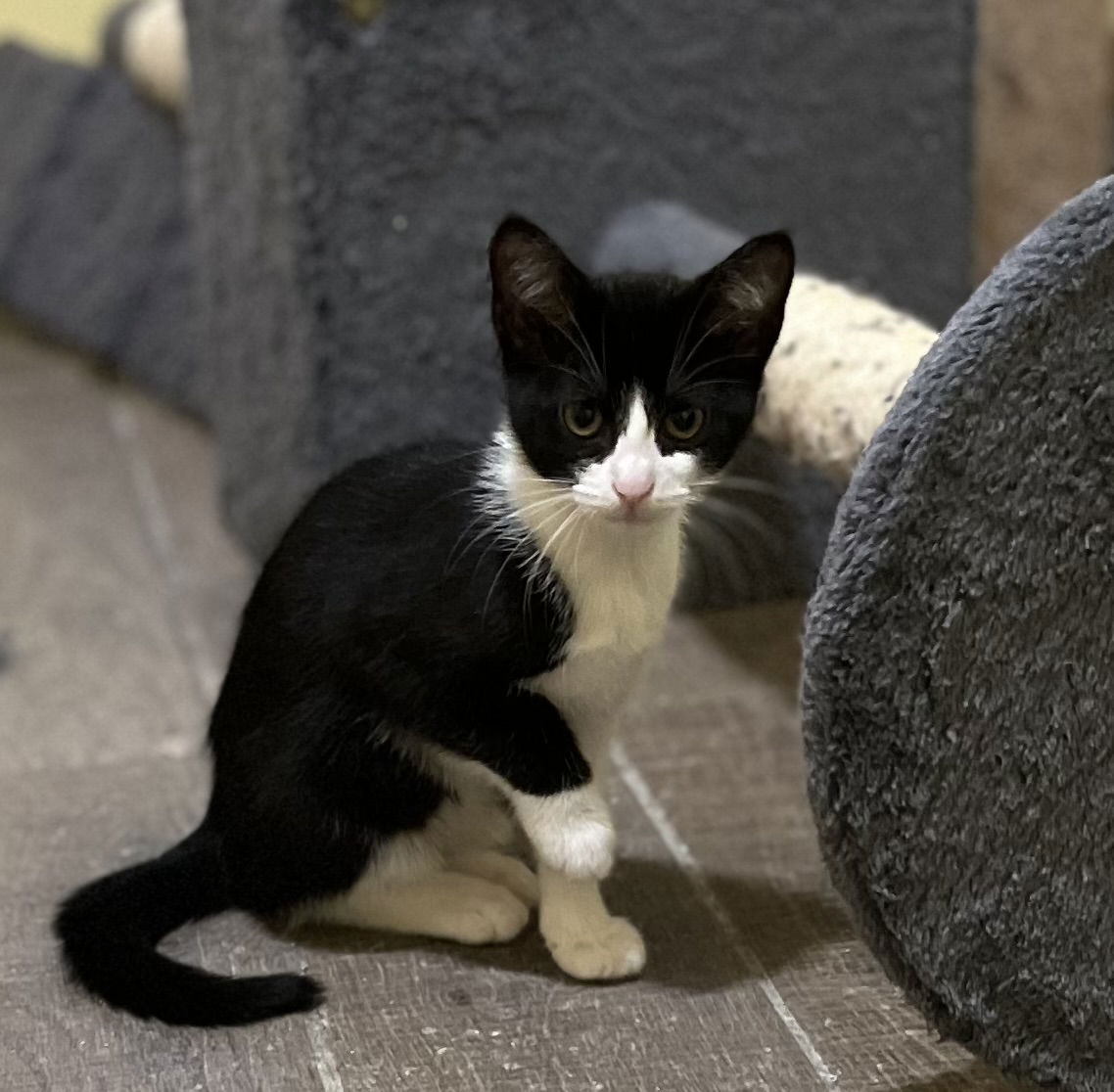 adoptable Cat in Zimmerman, MN named Mini